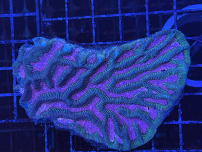 #wholesale_coral# - #saltwater_fish# #saltwater_coral# - #rare corals# - #coralsdepot# - #Corals_Depot# - #live_corals# - #eye - catching - coral# #quality_marine_fish# - #quality - marine# #discoun