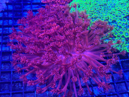 #wholesale_coral# - #saltwater_fish# #saltwater_coral# - #rare corals# - #coralsdepot# - #Corals_Depot# - #live_corals# - #eye - catching - coral# #quality_marine_fish# - #quality - marine# #discoun