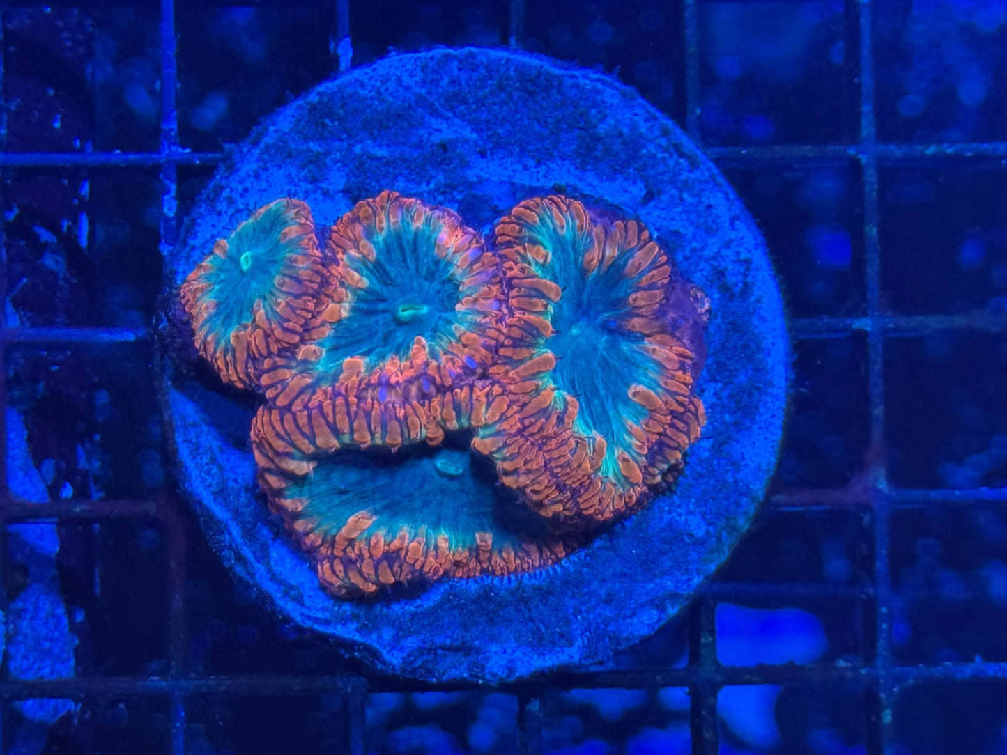 #wholesale_coral# - #saltwater_fish# #saltwater_coral# - #rare corals# - #coralsdepot# - #Corals_Depot# - #live_corals# - #eye - catching - coral# #quality_marine_fish# - #quality - marine# #discoun