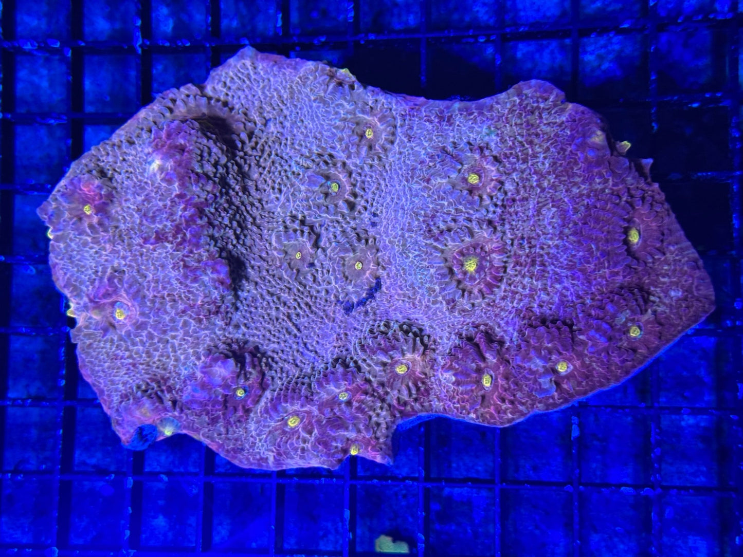 #wholesale_coral# - #saltwater_fish# #saltwater_coral# - #rare corals# - #coralsdepot# - #Corals_Depot# - #live_corals# - #eye - catching - coral# #quality_marine_fish# - #quality - marine# #discoun