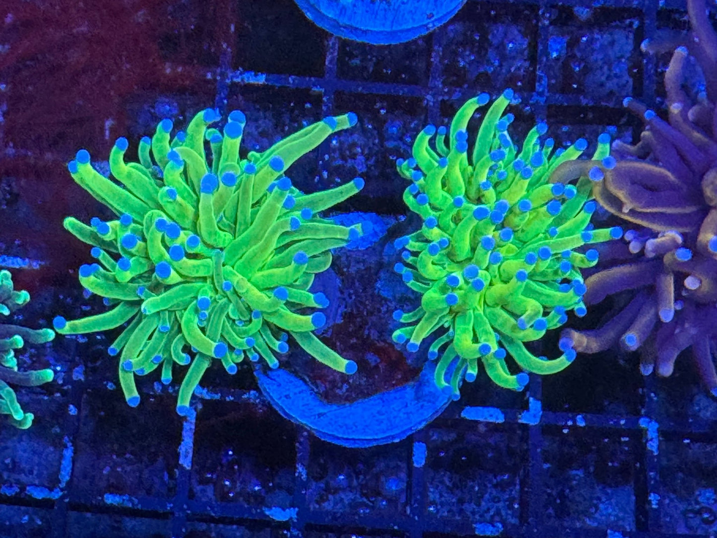 #wholesale_coral# - #saltwater_fish# #saltwater_coral# - #rare corals# - #coralsdepot# - #Corals_Depot# - #live_corals# - #eye - catching - coral# #quality_marine_fish# - #quality - marine# #discoun