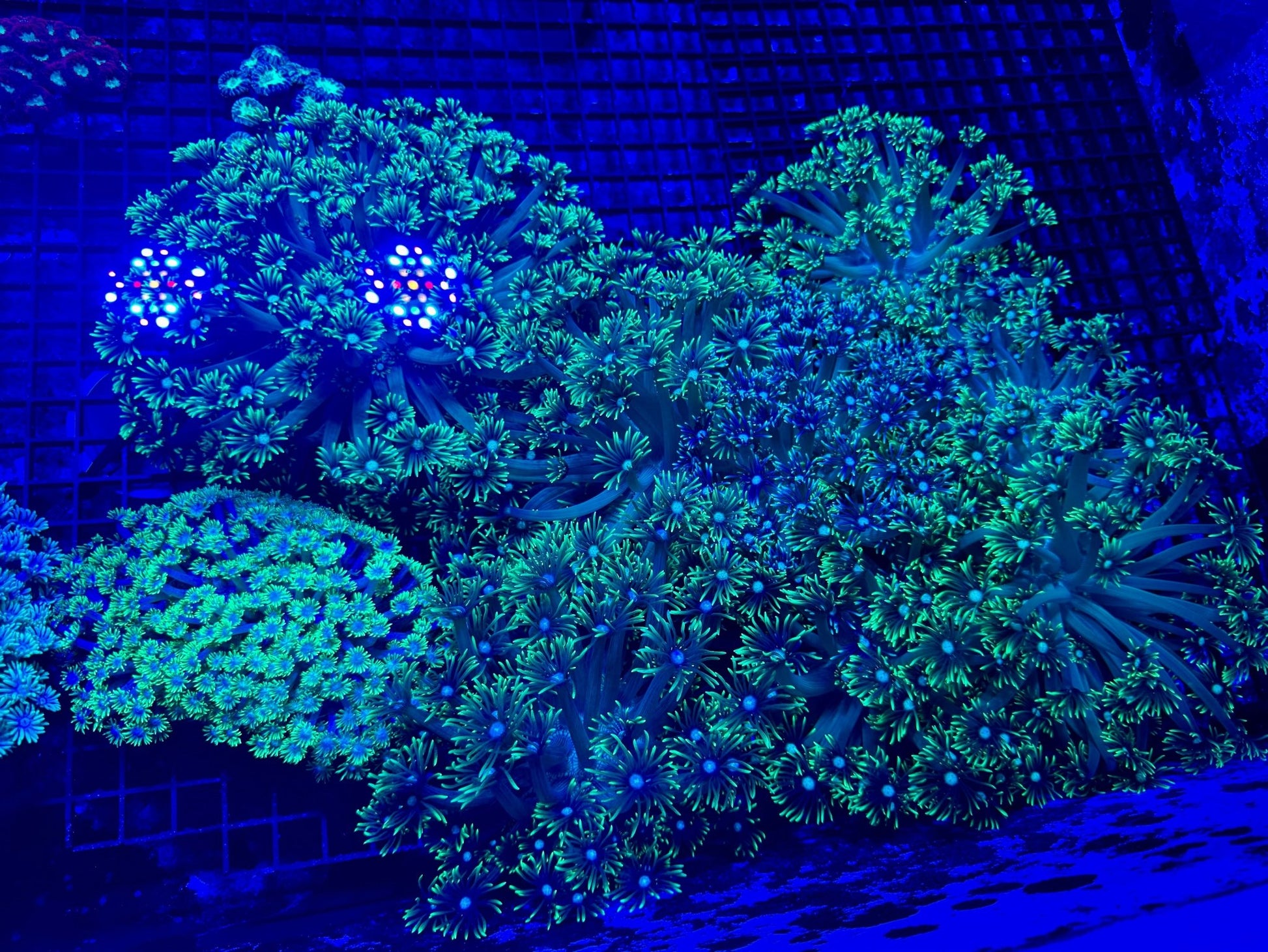 #wholesale_coral# - #saltwater_fish# #saltwater_coral# - #rare corals# - #coralsdepot# - #Corals_Depot# - #live_corals# - #eye - catching - coral# #quality_marine_fish# - #quality - marine# #discoun