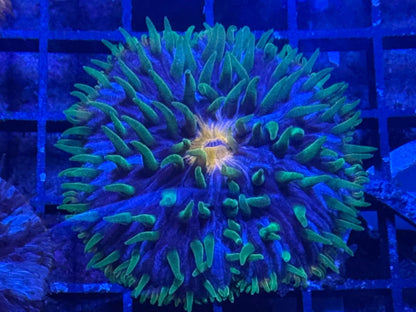 #wholesale_coral# - #saltwater_fish# #saltwater_coral# - #rare corals# - #coralsdepot# - #Corals_Depot# - #live_corals# - #eye - catching - coral# #quality_marine_fish# - #quality - marine# #discoun