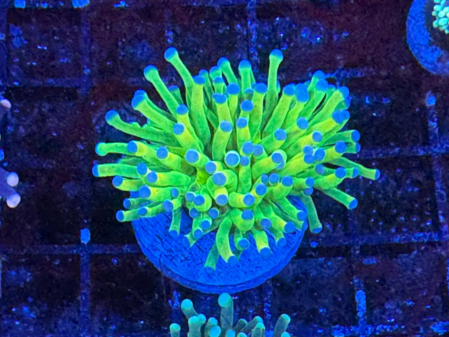 #wholesale_coral# - #saltwater_fish# #saltwater_coral# - #rare corals# - #coralsdepot# - #Corals_Depot# - #live_corals# - #eye - catching - coral# #quality_marine_fish# - #quality - marine# #discoun