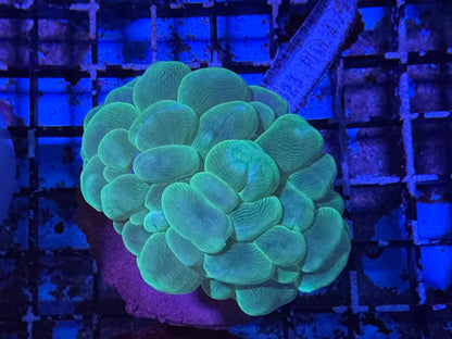 #wholesale_coral# - #saltwater_fish# #saltwater_coral# - #rare corals# - #coralsdepot# - #Corals_Depot# - #live_corals# - #eye - catching - coral# #quality_marine_fish# - #quality - marine# #discoun