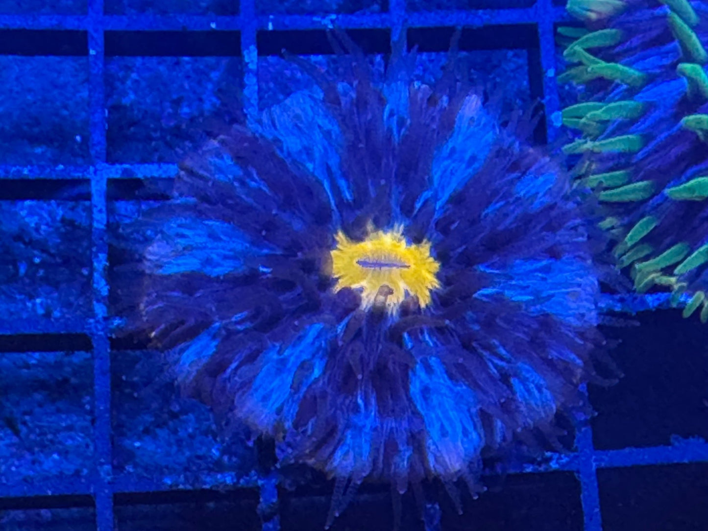 #wholesale_coral# - #saltwater_fish# #saltwater_coral# - #rare corals# - #coralsdepot# - #Corals_Depot# - #live_corals# - #eye - catching - coral# #quality_marine_fish# - #quality - marine# #discoun