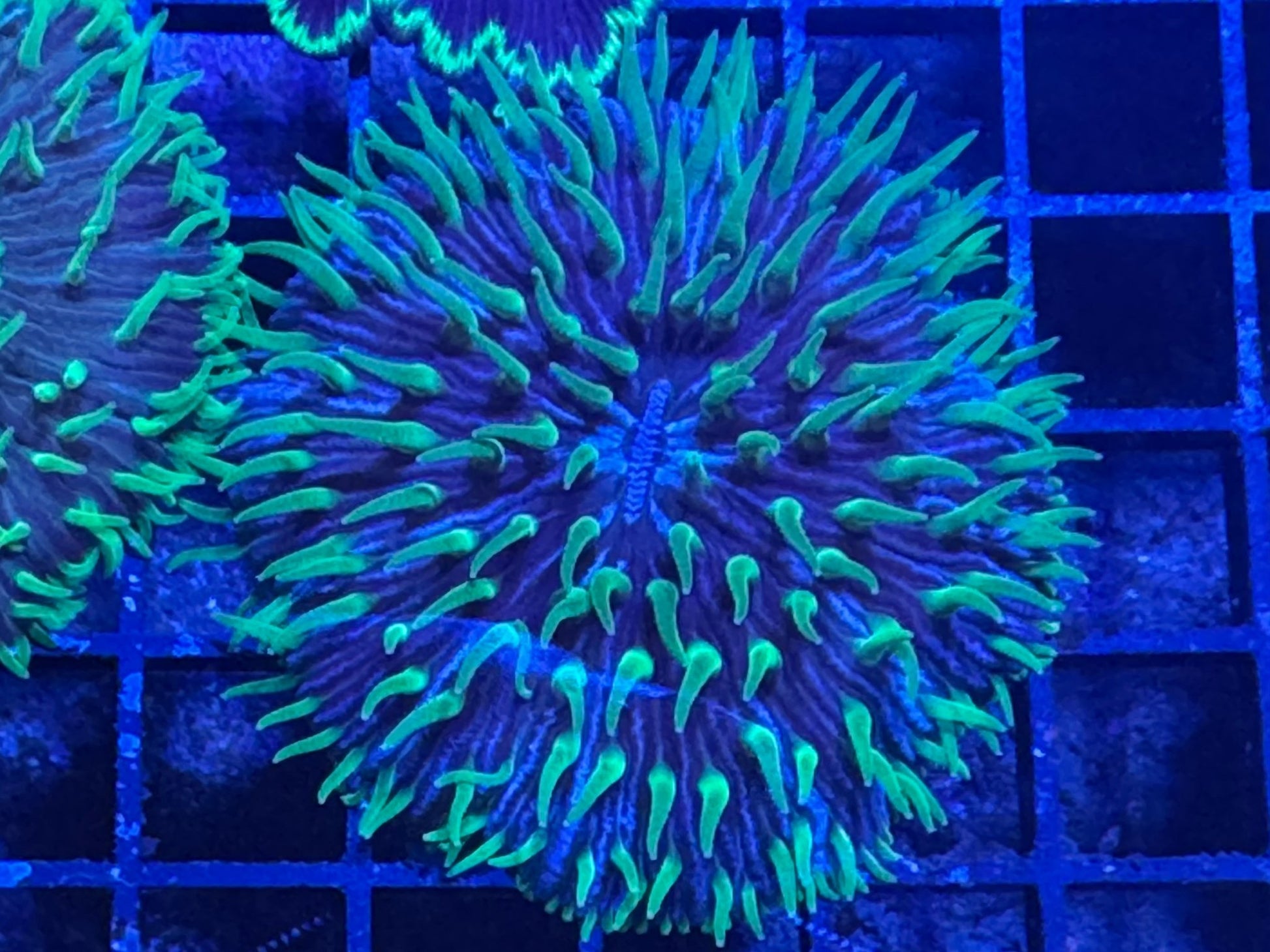 #wholesale_coral# - #saltwater_fish# #saltwater_coral# - #rare corals# - #coralsdepot# - #Corals_Depot# - #live_corals# - #eye - catching - coral# #quality_marine_fish# - #quality - marine# #discoun