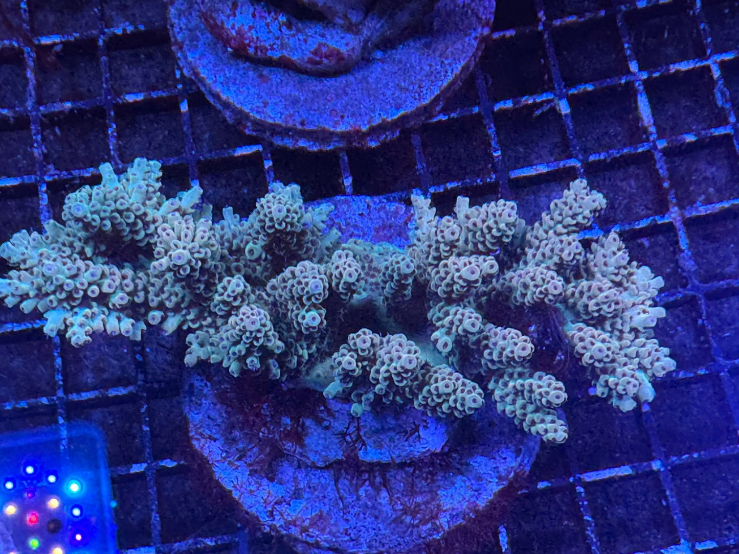 #wholesale_coral# - #saltwater_fish# #saltwater_coral# - #rare corals# - #coralsdepot# - #Corals_Depot# - #live_corals# - #eye - catching - coral# #quality_marine_fish# - #quality - marine# #discoun