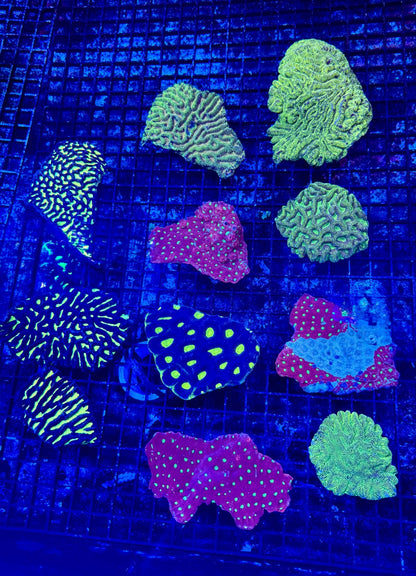 #wholesale_coral# - #saltwater_fish# #saltwater_coral# - #rare corals# - #coralsdepot# - #Corals_Depot# - #live_corals# - #eye - catching - coral# #quality_marine_fish# - #quality - marine# #discoun