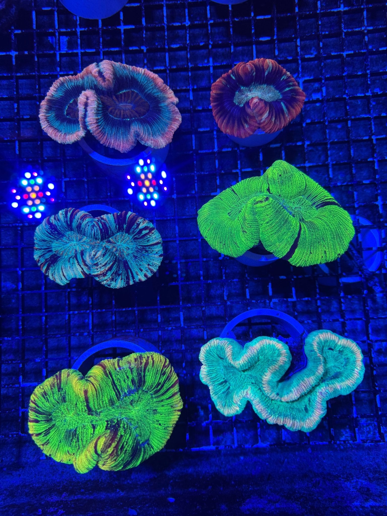 #wholesale_coral# - #saltwater_fish# #saltwater_coral# - #rare corals# - #coralsdepot# - #Corals_Depot# - #live_corals# - #eye - catching - coral# #quality_marine_fish# - #quality - marine# #discoun