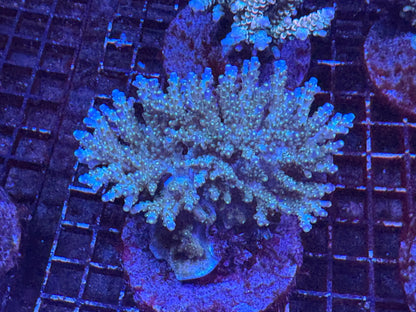 #wholesale_coral# - #saltwater_fish# #saltwater_coral# - #rare corals# - #coralsdepot# - #Corals_Depot# - #live_corals# - #eye - catching - coral# #quality_marine_fish# - #quality - marine# #discoun