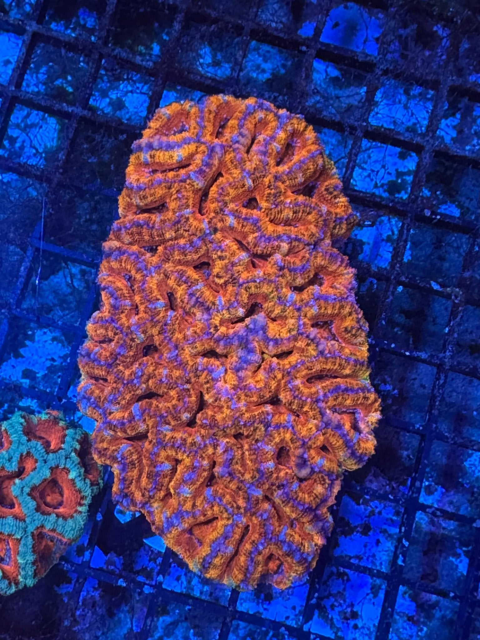 #wholesale_coral# - #saltwater_fish# #saltwater_coral# - #rare corals# - #coralsdepot# - #Corals_Depot# - #live_corals# - #eye - catching - coral# #quality_marine_fish# - #quality - marine# #discoun