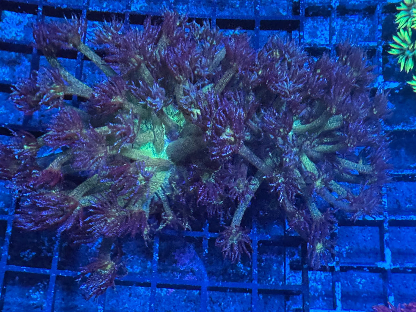 #wholesale_coral# - #saltwater_fish# #saltwater_coral# - #rare corals# - #coralsdepot# - #Corals_Depot# - #live_corals# - #eye - catching - coral# #quality_marine_fish# - #quality - marine# #discoun