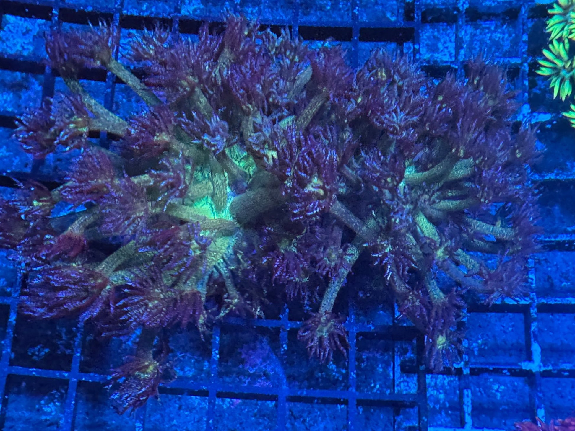 #wholesale_coral# - #saltwater_fish# #saltwater_coral# - #rare corals# - #coralsdepot# - #Corals_Depot# - #live_corals# - #eye - catching - coral# #quality_marine_fish# - #quality - marine# #discoun