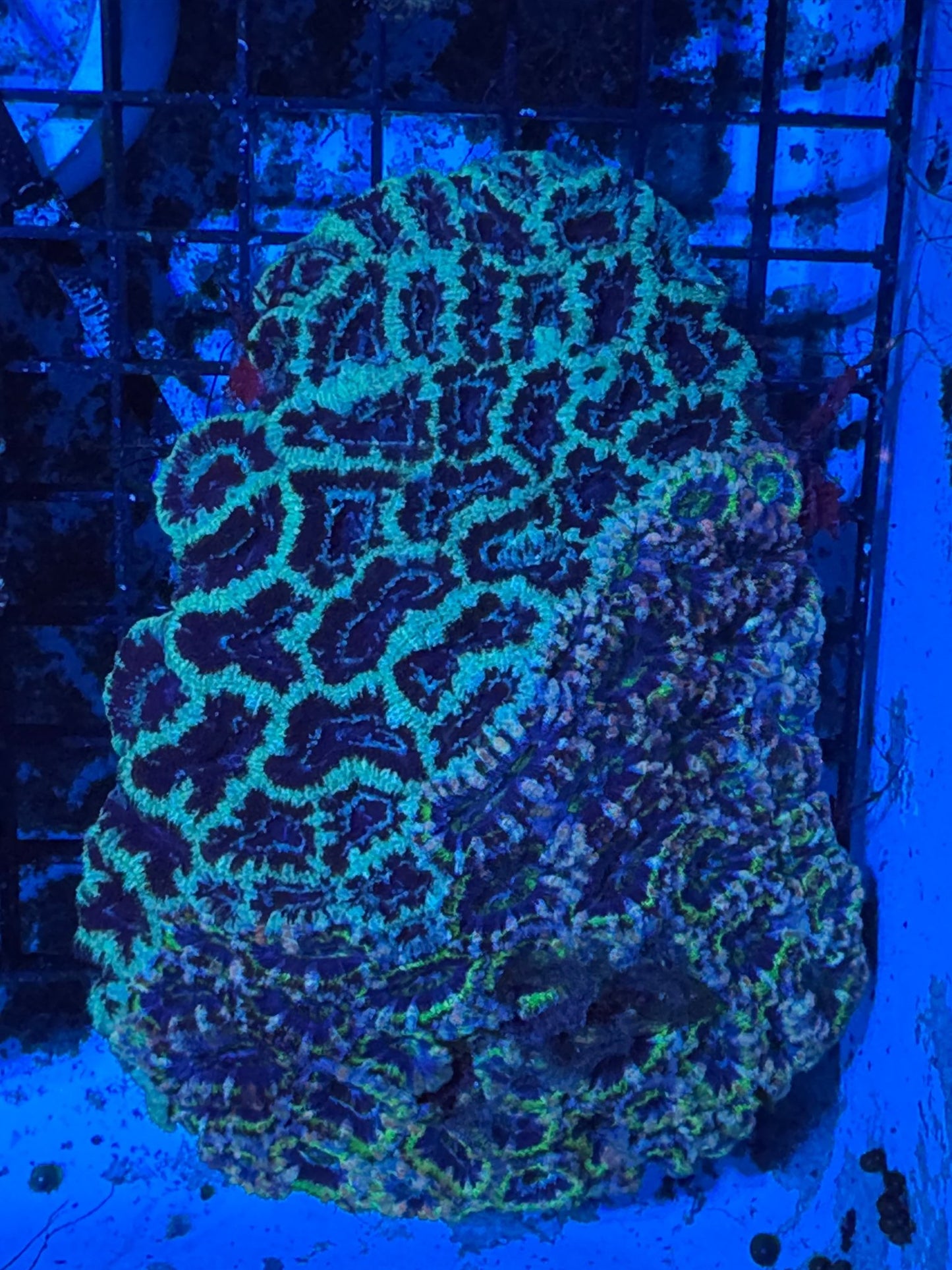 #wholesale_coral# - #saltwater_fish# #saltwater_coral# - #rare corals# - #coralsdepot# - #Corals_Depot# - #live_corals# - #eye - catching - coral# #quality_marine_fish# - #quality - marine# #discoun