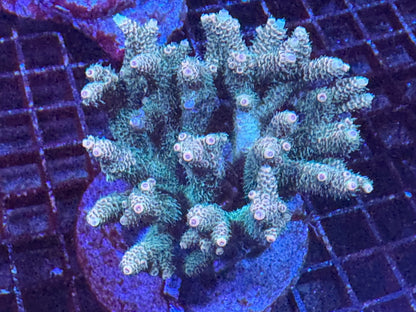 #wholesale_coral# - #saltwater_fish# #saltwater_coral# - #rare corals# - #coralsdepot# - #Corals_Depot# - #live_corals# - #eye - catching - coral# #quality_marine_fish# - #quality - marine# #discoun