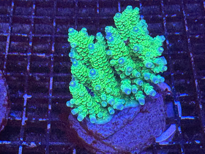 #wholesale_coral# - #saltwater_fish# #saltwater_coral# - #rare corals# - #coralsdepot# - #Corals_Depot# - #live_corals# - #eye - catching - coral# #quality_marine_fish# - #quality - marine# #discoun