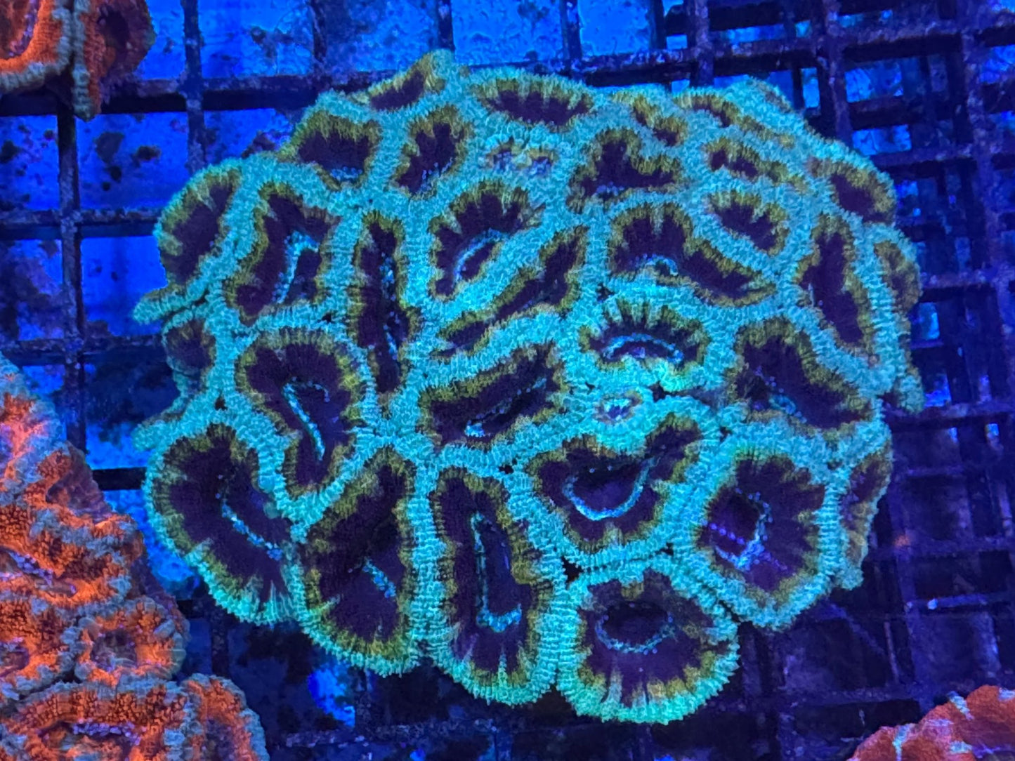 #wholesale_coral# - #saltwater_fish# #saltwater_coral# - #rare corals# - #coralsdepot# - #Corals_Depot# - #live_corals# - #eye - catching - coral# #quality_marine_fish# - #quality - marine# #discoun