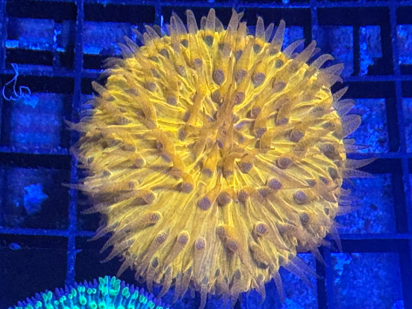 #wholesale_coral# - #saltwater_fish# #saltwater_coral# - #rare corals# - #coralsdepot# - #Corals_Depot# - #live_corals# - #eye - catching - coral# #quality_marine_fish# - #quality - marine# #discoun