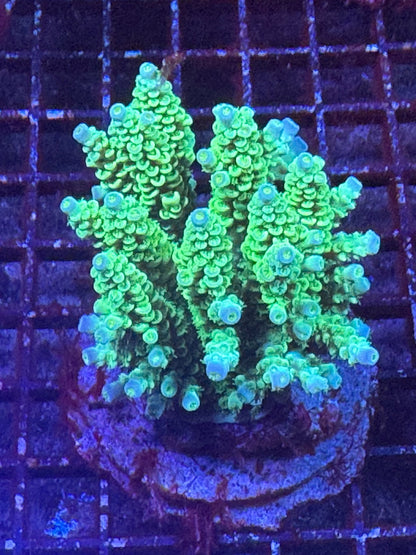 #wholesale_coral# - #saltwater_fish# #saltwater_coral# - #rare corals# - #coralsdepot# - #Corals_Depot# - #live_corals# - #eye - catching - coral# #quality_marine_fish# - #quality - marine# #discoun