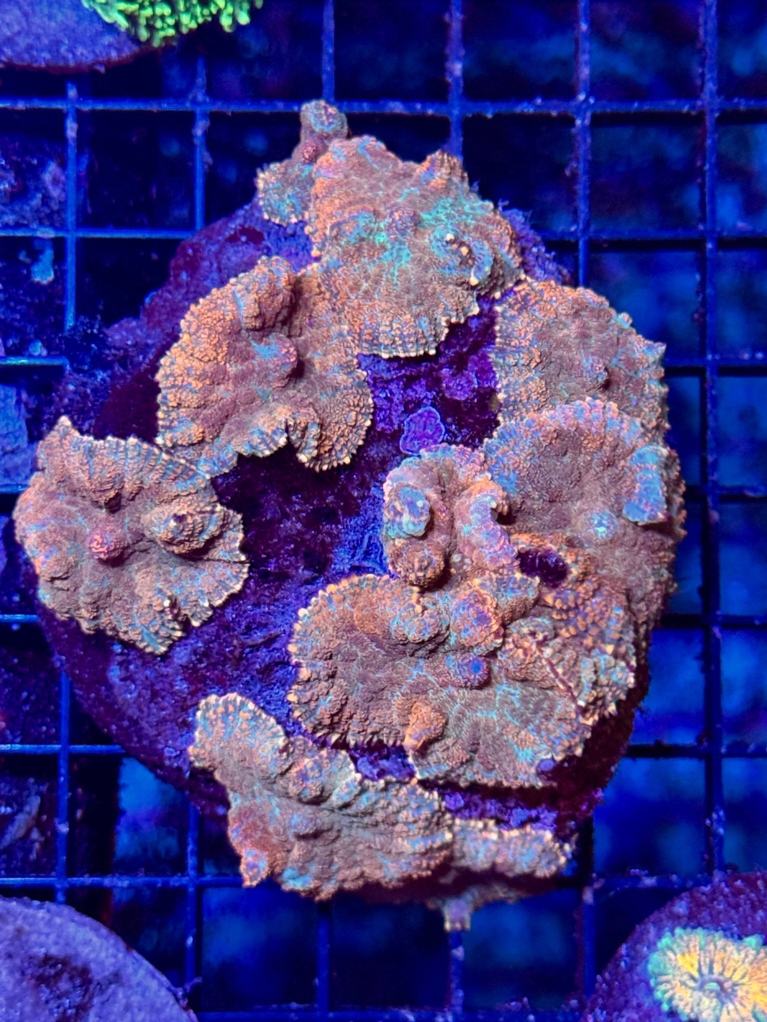 #wholesale_coral# - #saltwater_fish# #saltwater_coral# - #rare corals# - #coralsdepot# - #Corals_Depot# - #live_corals# - #eye - catching - coral# #quality_marine_fish# - #quality - marine# #discoun