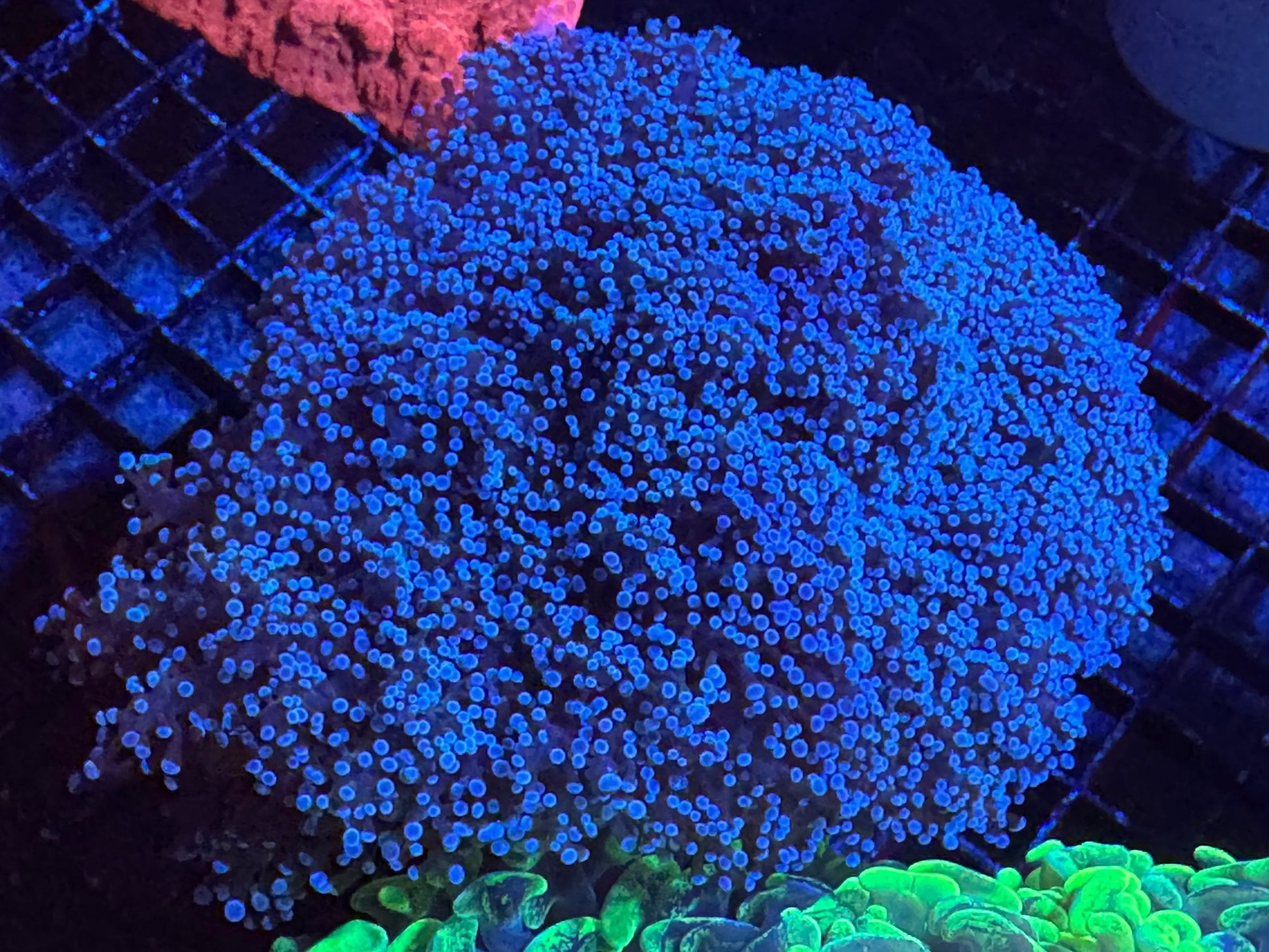 #wholesale_coral# - #saltwater_fish# #saltwater_coral# - #rare corals# - #coralsdepot# - #Corals_Depot# - #live_corals# - #eye - catching - coral# #quality_marine_fish# - #quality - marine# #discoun