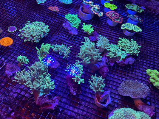 #wholesale_coral# - #saltwater_fish# #saltwater_coral# - #rare corals# - #coralsdepot# - #Corals_Depot# - #live_corals# - #eye - catching - coral# #quality_marine_fish# - #quality - marine# #discoun