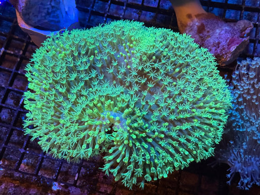 #wholesale_coral# - #saltwater_fish# #saltwater_coral# - #rare corals# - #coralsdepot# - #Corals_Depot# - #live_corals# - #eye - catching - coral# #quality_marine_fish# - #quality - marine# #discoun