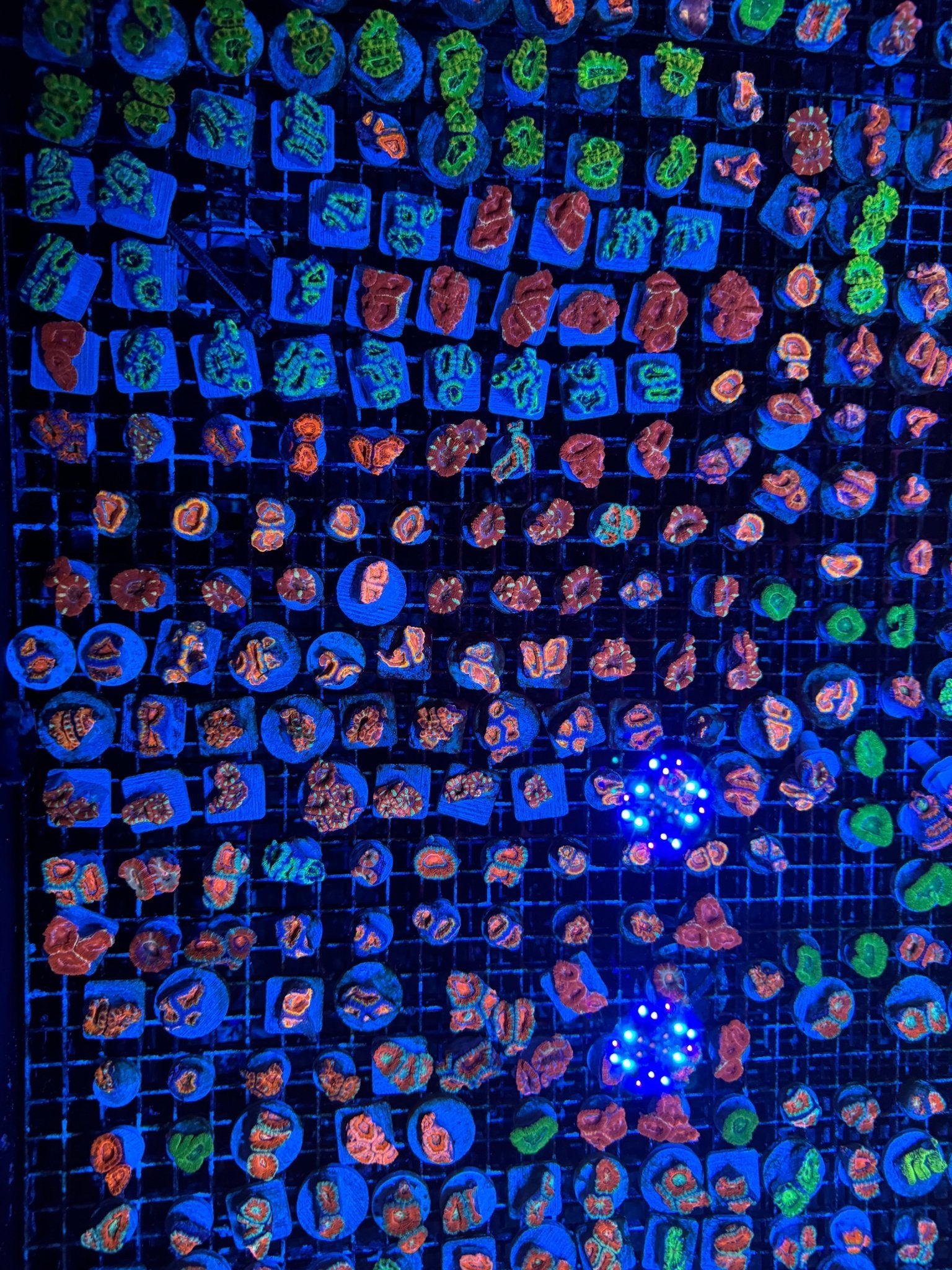 #wholesale_coral# - #saltwater_fish# #saltwater_coral# - #rare corals# - #coralsdepot# - #Corals_Depot# - #live_corals# - #eye - catching - coral# #quality_marine_fish# - #quality - marine# #discoun