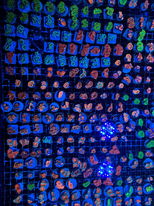 #wholesale_coral# - #saltwater_fish# #saltwater_coral# - #rare corals# - #coralsdepot# - #Corals_Depot# - #live_corals# - #eye - catching - coral# #quality_marine_fish# - #quality - marine# #discoun