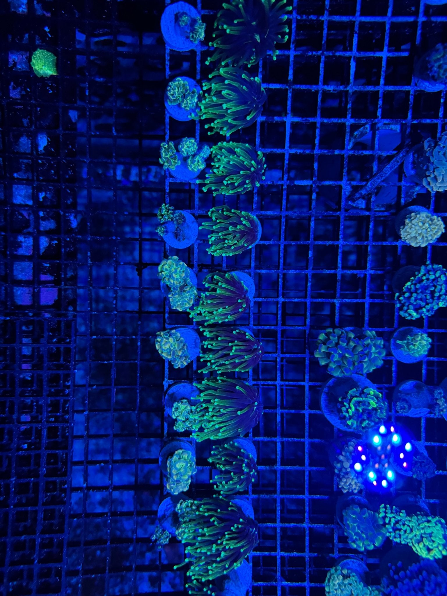 #wholesale_coral# - #saltwater_fish# #saltwater_coral# - #rare corals# - #coralsdepot# - #Corals_Depot# - #live_corals# - #eye - catching - coral# #quality_marine_fish# - #quality - marine# #discoun