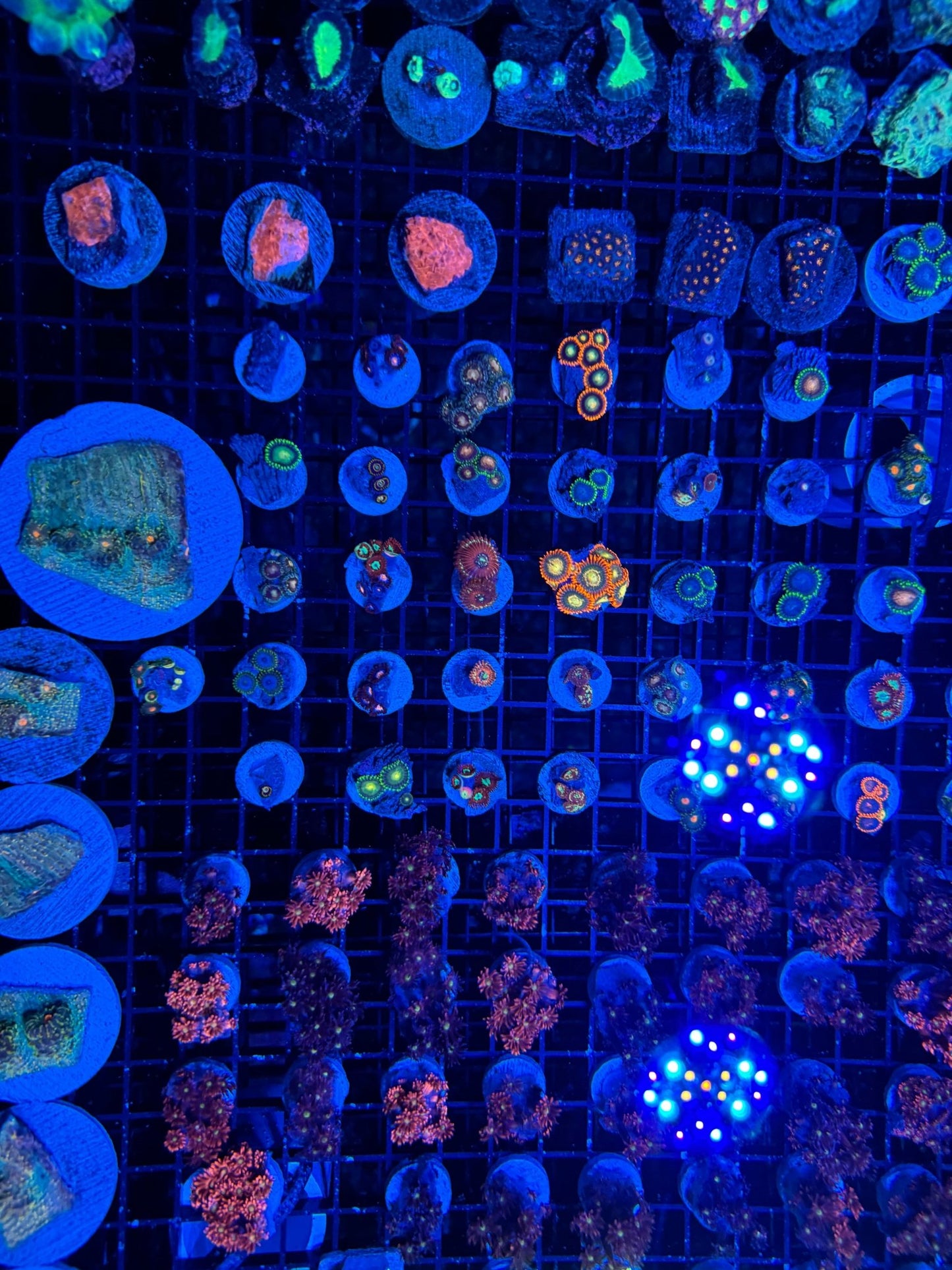 #wholesale_coral# - #saltwater_fish# #saltwater_coral# - #rare corals# - #coralsdepot# - #Corals_Depot# - #live_corals# - #eye - catching - coral# #quality_marine_fish# - #quality - marine# #discoun