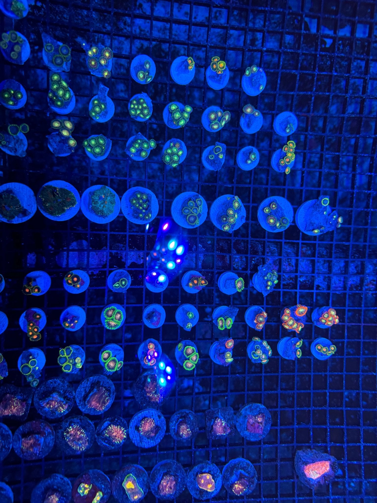 #wholesale_coral# - #saltwater_fish# #saltwater_coral# - #rare corals# - #coralsdepot# - #Corals_Depot# - #live_corals# - #eye - catching - coral# #quality_marine_fish# - #quality - marine# #discoun