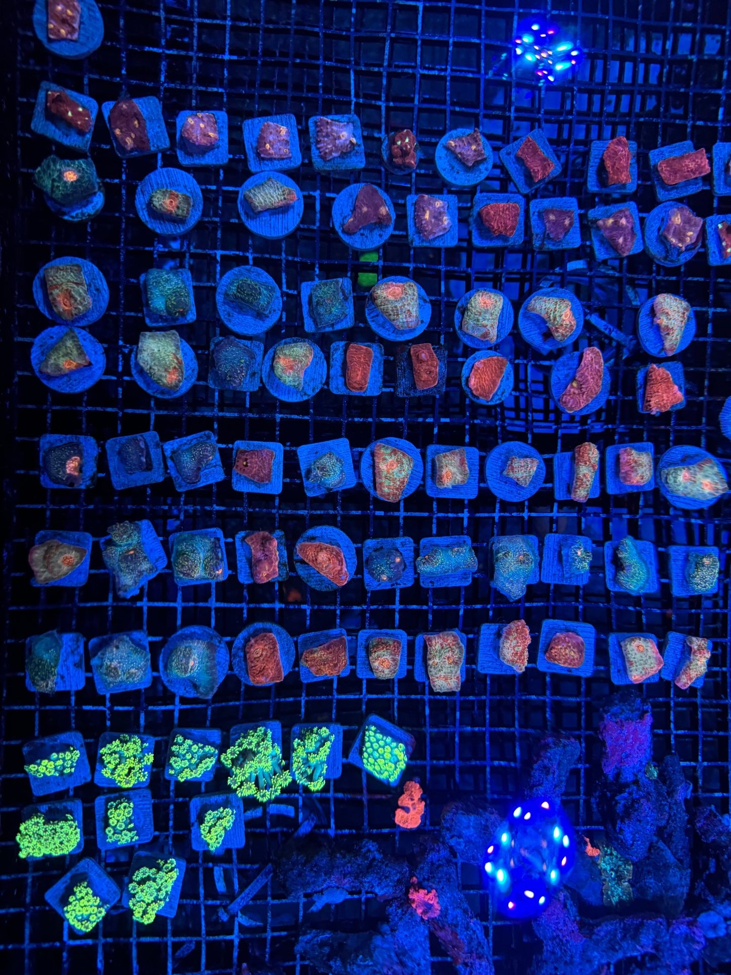 #wholesale_coral# - #saltwater_fish# #saltwater_coral# - #rare corals# - #coralsdepot# - #Corals_Depot# - #live_corals# - #eye - catching - coral# #quality_marine_fish# - #quality - marine# #discoun