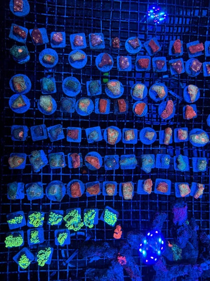 #wholesale_coral# - #saltwater_fish# #saltwater_coral# - #rare corals# - #coralsdepot# - #Corals_Depot# - #live_corals# - #eye - catching - coral# #quality_marine_fish# - #quality - marine# #discoun