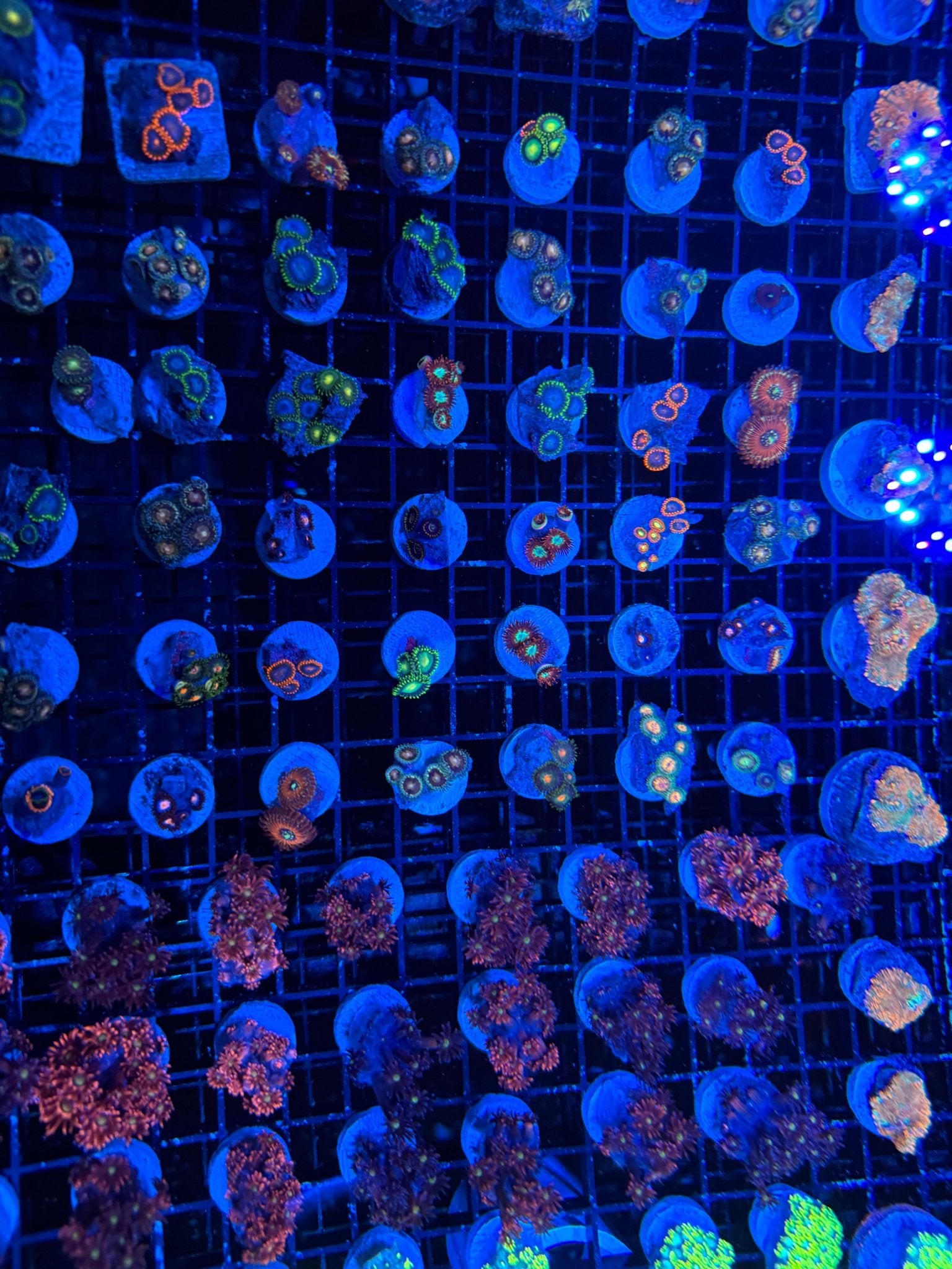 #wholesale_coral# - #saltwater_fish# #saltwater_coral# - #rare corals# - #coralsdepot# - #Corals_Depot# - #live_corals# - #eye - catching - coral# #quality_marine_fish# - #quality - marine# #discoun