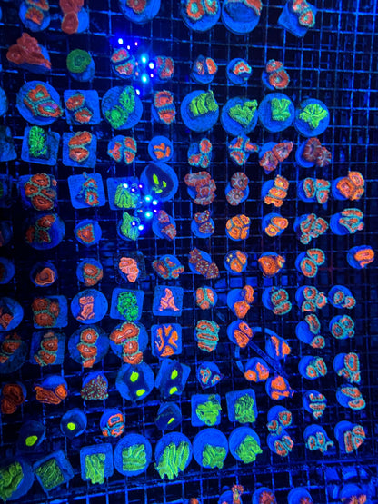 #wholesale_coral# - #saltwater_fish# #saltwater_coral# - #rare corals# - #coralsdepot# - #Corals_Depot# - #live_corals# - #eye - catching - coral# #quality_marine_fish# - #quality - marine# #discoun