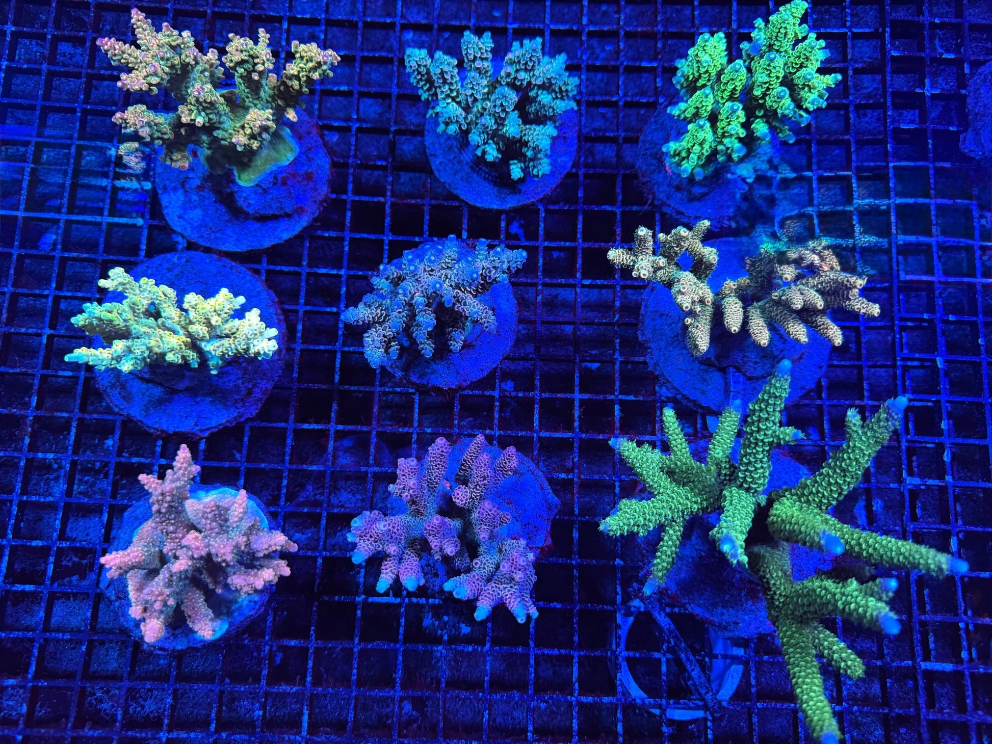 #wholesale_coral# - #saltwater_fish# #saltwater_coral# - #rare corals# - #coralsdepot# - #Corals_Depot# - #live_corals# - #eye - catching - coral# #quality_marine_fish# - #quality - marine# #discoun