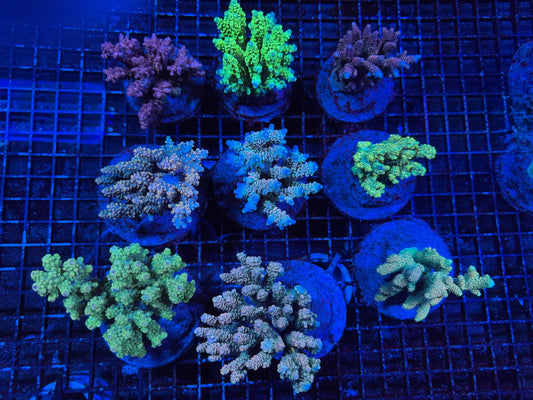 #wholesale_coral# - #saltwater_fish# #saltwater_coral# - #rare corals# - #coralsdepot# - #Corals_Depot# - #live_corals# - #eye - catching - coral# #quality_marine_fish# - #quality - marine# #discoun