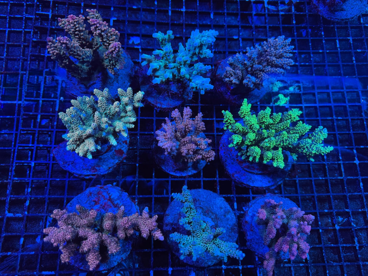 #wholesale_coral# - #saltwater_fish# #saltwater_coral# - #rare corals# - #coralsdepot# - #Corals_Depot# - #live_corals# - #eye - catching - coral# #quality_marine_fish# - #quality - marine# #discoun