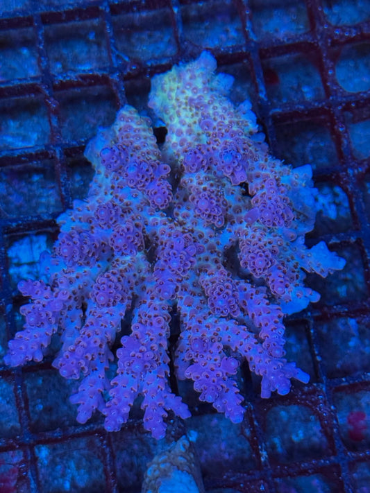 #wholesale_coral# - #saltwater_fish# #saltwater_coral# - #rare corals# - #coralsdepot# - #Corals_Depot# - #live_corals# - #eye - catching - coral# #quality_marine_fish# - #quality - marine# #discoun