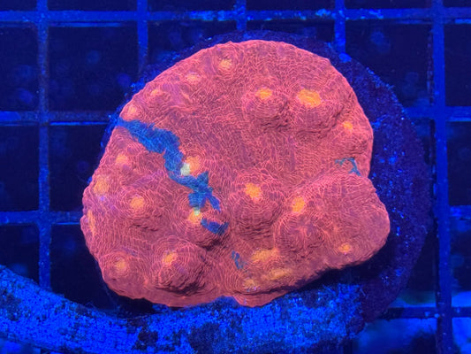 #wholesale_coral# - #saltwater_fish# #saltwater_coral# - #rare corals# - #coralsdepot# - #Corals_Depot# - #live_corals# - #eye - catching - coral# #quality_marine_fish# - #quality - marine# #discoun