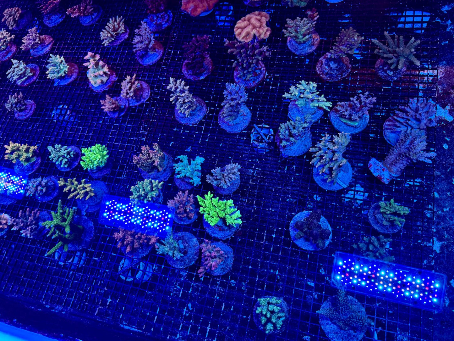 #wholesale_coral# - #saltwater_fish# #saltwater_coral# - #rare corals# - #coralsdepot# - #Corals_Depot# - #live_corals# - #eye - catching - coral# #quality_marine_fish# - #quality - marine# #discoun