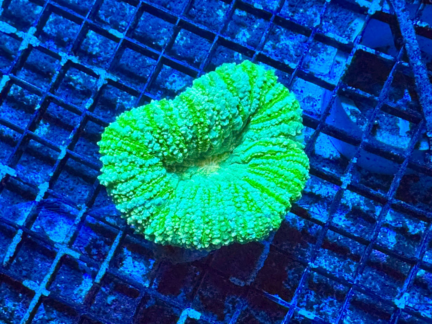 #wholesale_coral# - #saltwater_fish# #saltwater_coral# - #rare corals# - #coralsdepot# - #Corals_Depot# - #live_corals# - #eye - catching - coral# #quality_marine_fish# - #quality - marine# #discoun