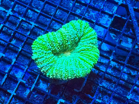 #wholesale_coral# - #saltwater_fish# #saltwater_coral# - #rare corals# - #coralsdepot# - #Corals_Depot# - #live_corals# - #eye - catching - coral# #quality_marine_fish# - #quality - marine# #discoun