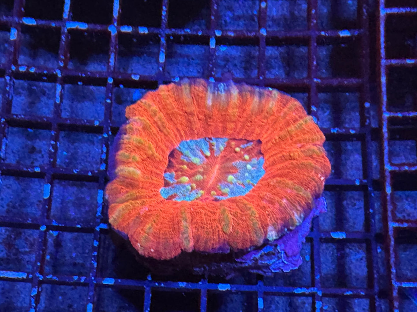 #wholesale_coral# - #saltwater_fish# #saltwater_coral# - #rare corals# - #coralsdepot# - #Corals_Depot# - #live_corals# - #eye - catching - coral# #quality_marine_fish# - #quality - marine# #discoun