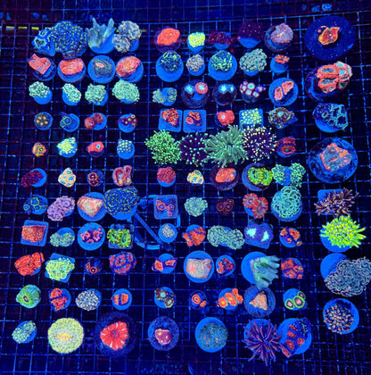 #wholesale_coral# - #saltwater_fish# #saltwater_coral# - #rare corals# - #coralsdepot# - #Corals_Depot# - #live_corals# - #eye - catching - coral# #quality_marine_fish# - #quality - marine# #discoun