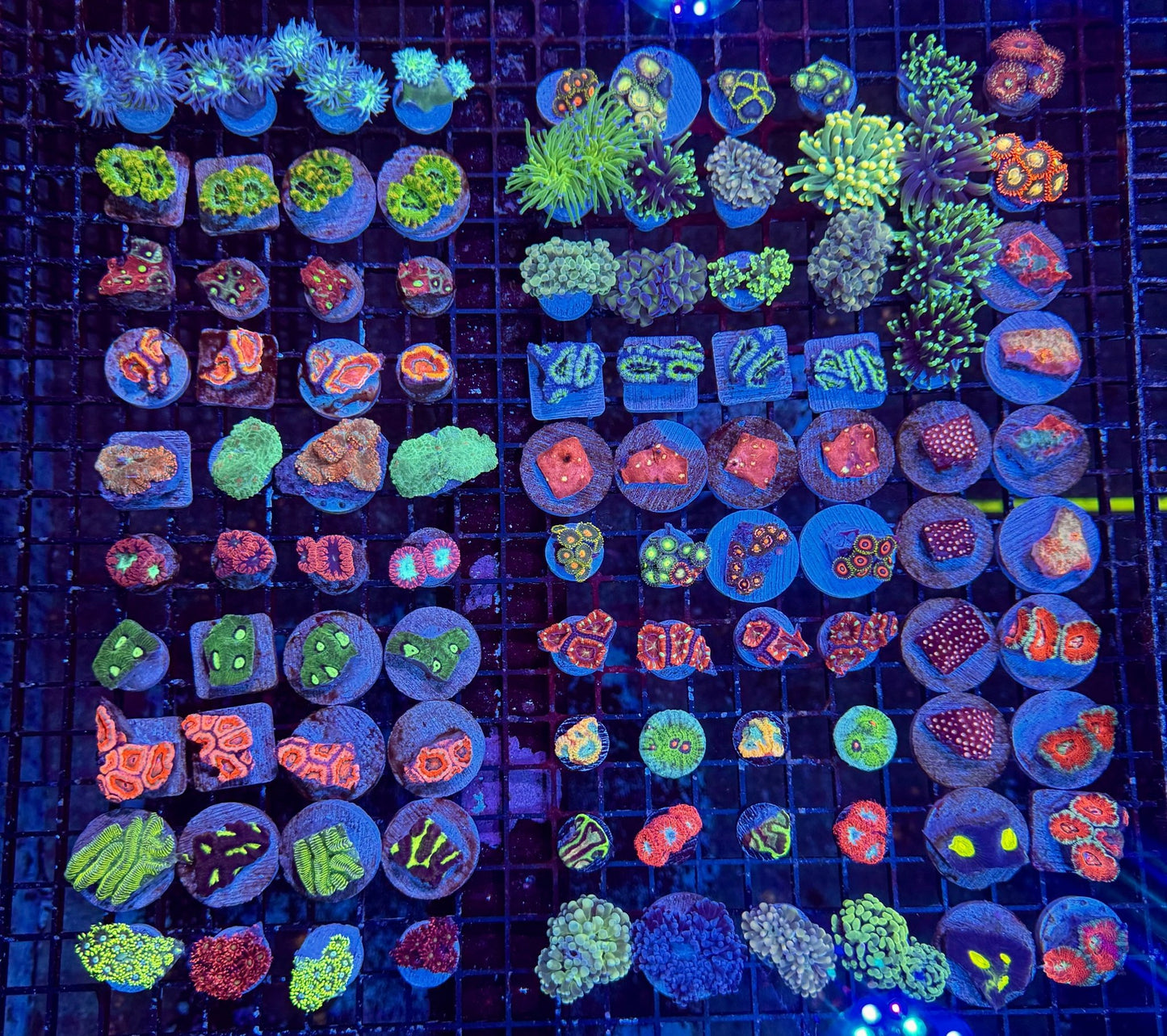 #wholesale_coral# - #saltwater_fish# #saltwater_coral# - #rare corals# - #coralsdepot# - #Corals_Depot# - #live_corals# - #eye - catching - coral# #quality_marine_fish# - #quality - marine# #discoun