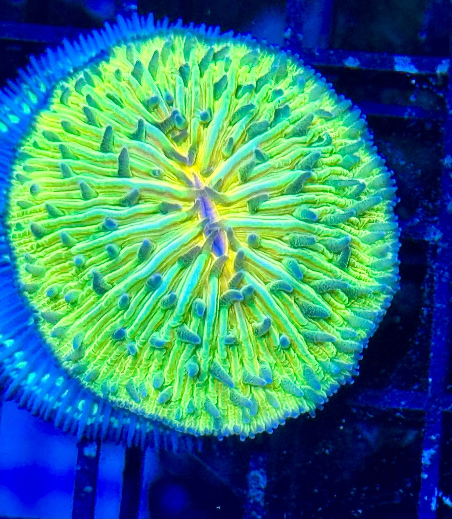 #wholesale_coral# - #saltwater_fish# #saltwater_coral# - #rare corals# - #coralsdepot# - #Corals_Depot# - #live_corals# - #eye - catching - coral# #quality_marine_fish# - #quality - marine# #discoun